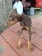 Doberman Pinscher Puppies for sale in Dix Hills, NY, USA. price: $1,500