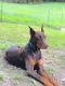 Doberman Pinscher Puppies for sale in Chillicothe, OH 45601, USA. price: $1,000