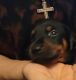 Doberman Pinscher Puppies for sale in Lynn, MA, USA. price: $1,300