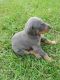 Doberman Pinscher Puppies for sale in Broxton, GA 31519, USA. price: $1,400