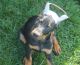 Doberman Pinscher Puppies for sale in Eau Claire, WI, USA. price: $2,850