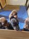 Doberman Pinscher Puppies for sale in Riverside, CA, USA. price: $400