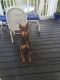 Doberman Pinscher Puppies for sale in Belleair, FL 33756, USA. price: NA