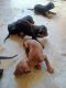 Doberman Pinscher Puppies for sale in Gurugram, Haryana, India. price: 12000 INR
