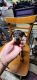 Doberman Pinscher Puppies for sale in San Antonio, TX, USA. price: NA