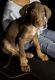 Doberman Pinscher Puppies for sale in Rosenberg, TX, USA. price: $500