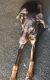 Doberman Pinscher Puppies for sale in Las Vegas, NV, USA. price: $1,500