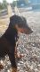 Doberman Pinscher Puppies for sale in Fort Wayne, IN, USA. price: NA