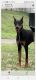Doberman Pinscher Puppies for sale in Ramsey, MN 55303, USA. price: NA