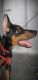 Doberman Pinscher Puppies for sale in Railway Colony, Erode, Tamil Nadu 638002, India. price: NA