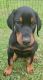 Doberman Pinscher Puppies for sale in Homer, NY, USA. price: $1,800