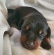 Doberman Pinscher Puppies for sale in Baker, FL 32531, USA. price: $1,600