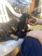 Doberman Pinscher Puppies for sale in CRYSTAL CITY, CA 90220, USA. price: $650