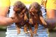 Doberman Pinscher Puppies for sale in Porur, Chennai, Tamil Nadu, India. price: NA