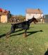 Doberman Pinscher Puppies for sale in Willowbrook, IL 60527, USA. price: $6,500