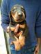 Doberman Pinscher Puppies for sale in 26, 1st Main 1st Cross Rd, Venkatala Village, Maruthi Nagar, Yelahanka, Bengaluru, Karnataka 560064, India. price: 11000 INR