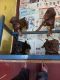 Doberman Pinscher Puppies for sale in Machenahalli, Karnataka 577229, India. price: 15000 INR