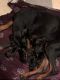 Doberman Pinscher Puppies for sale in Bloomington, TX, USA. price: NA
