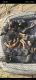 Doberman Pinscher Puppies for sale in Grosse Pointe, MI, USA. price: $1,250