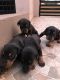 Doberman Pinscher Puppies for sale in Hubli, Karnataka, India. price: 20000 INR