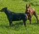 Doberman Pinscher Puppies for sale in MS-35, Mize, MS, USA. price: $400