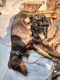 Doberman Pinscher Puppies for sale in Sector 46, Gurugram, Haryana 122022, India. price: 6000 INR