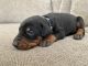 Doberman Pinscher Puppies for sale in Charlotte, NC, USA. price: $3,500