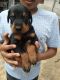 Doberman Pinscher Puppies for sale in Whitefield, Bengaluru, Karnataka, India. price: NA