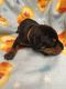 Doberman Pinscher Puppies for sale in Maple Valley, WA 98038, USA. price: $2,750