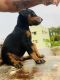 Doberman Pinscher Puppies for sale in East Point Hospital And College, Cheemasandra, Bengaluru, Karnataka 560049, India. price: 10000 INR