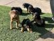 Doberman Pinscher Puppies for sale in Antioch, CA, USA. price: $750