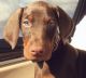 Doberman Pinscher Puppies for sale in Fort Myers, FL, USA. price: $2,500