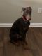 Doberman Pinscher Puppies for sale in Charlotte, NC, USA. price: $2,800