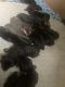 Doberman Pinscher Puppies for sale in Flushing, MI 48433, USA. price: $1,200