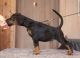 Doberman Pinscher Puppies for sale in Atlanta, GA, USA. price: $1,500
