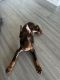 Doberman Pinscher Puppies for sale in Fort Myers, FL, USA. price: $1,200