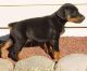 Doberman Pinscher Puppies for sale in Malegaon Budruk, Maharashtra 413115, India. price: 8000 INR
