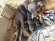 Doberman Pinscher Puppies for sale in Satara, Maharashtra, India. price: 80000 INR
