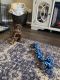 Doberman Pinscher Puppies for sale in Phoenix, AZ, USA. price: $3,500
