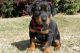 Doberman Pinscher Puppies for sale in New York, NY, USA. price: $500