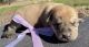 Doberman Pinscher Puppies for sale in 13387 Elk Run Rd, Bealeton, VA 22712, USA. price: $550