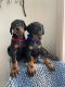 Doberman Pinscher Puppies for sale in Portland, OR, USA. price: $1,500