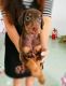 Doberman Pinscher Puppies for sale in Cuttack, Odisha, India. price: 20000 INR