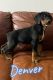 Doberman Pinscher Puppies for sale in Indian Head, MD 20640, USA. price: $1,300