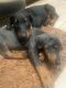 Doberman Pinscher Puppies for sale in Baltimore, MD, USA. price: $2,500