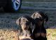Doberman Pinscher Puppies for sale in Hickory, NC, USA. price: NA
