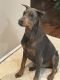 Doberman Pinscher Puppies for sale in Clinton, MD, USA. price: $700