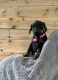 Doberman Pinscher Puppies for sale in Arlington Heights, IL, USA. price: $1,400