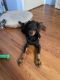 Doberman Pinscher Puppies for sale in Sussex, NJ 07461, USA. price: $1,500