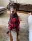 Doberman Pinscher Puppies for sale in Westbury, NY, USA. price: $5,000